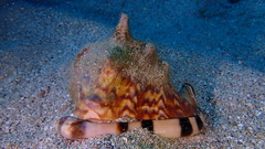 Cassis tuberosa