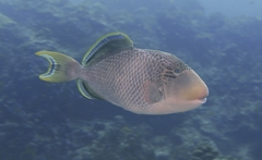 Pseudobalistes flavimarginatus