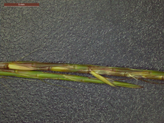 Schizachyrium tenerum