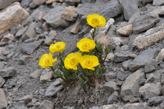 Ranunculus adoneus
