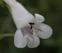 Penstemon digitalis