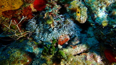 Lebrunia neglecta