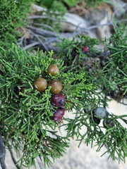Juniperus turbinata