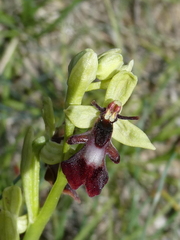 Ophrys insectifera