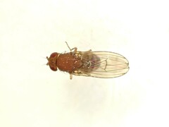 Drosophila immigrans