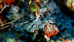Lebrunia neglecta