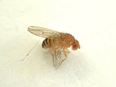 Drosophila immigrans