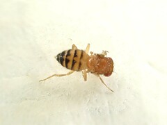 Drosophila immigrans