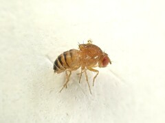 Drosophila immigrans