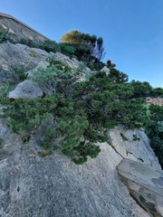 Juniperus turbinata