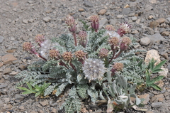 Chaenactis douglasii alpina