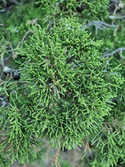 Juniperus turbinata