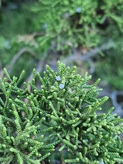 Juniperus turbinata