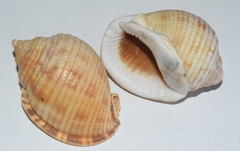 Semicassis undulata