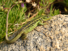 Liolaemus chiliensis