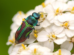 Bilyaxia concinna