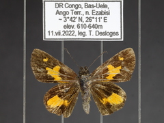 Osmodes hollandi
