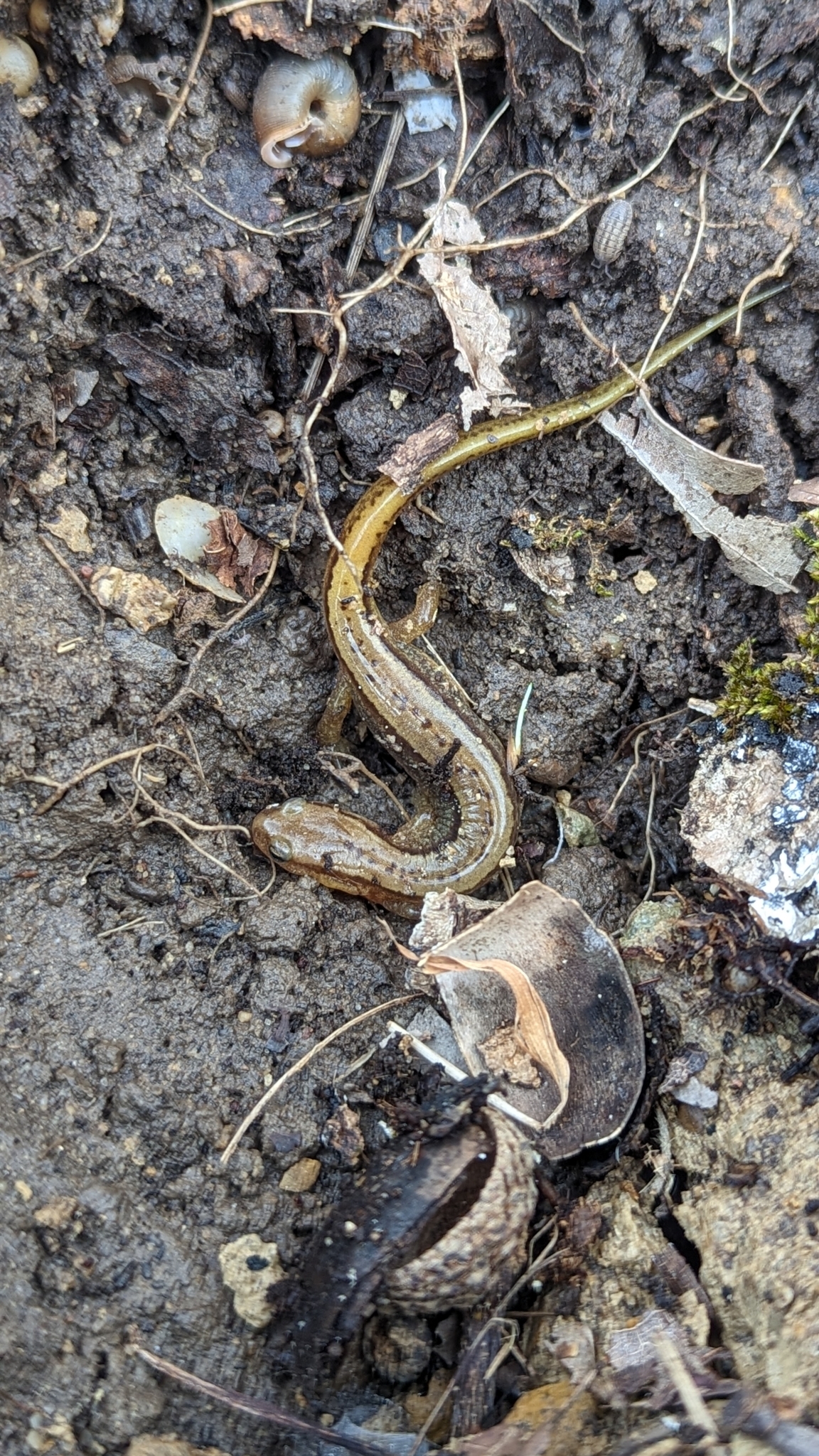 southern two-lined salamander