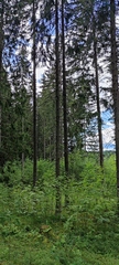 Picea × fennica