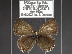 Anthene ukerewensis ukerewensis