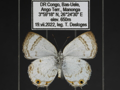 Anthene ukerewensis ukerewensis