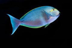 Acanthurus mata