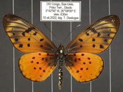 Acraea pseudegina