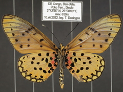 Acraea pseudegina