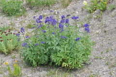 Delphinium barbeyi