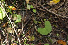 Corybas hypogaeus