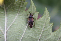 Anthocoris confusus