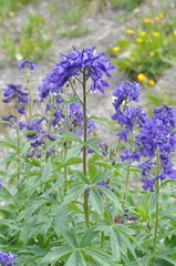 Delphinium barbeyi