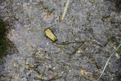 Planaeschna shanxiensis