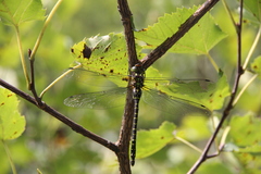 Planaeschna shanxiensis