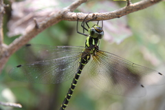 Planaeschna shanxiensis