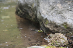 Planaeschna shanxiensis