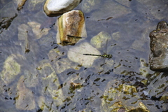 Planaeschna shanxiensis