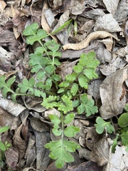 Nemophila phacelioides