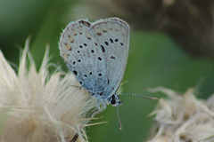 Plebejus idas
