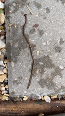 Bipalium kewense