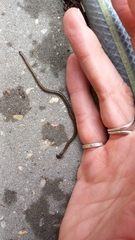 Bipalium kewense