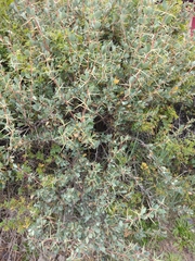 Berberis grevilleana