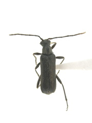 Grammoptera haematites