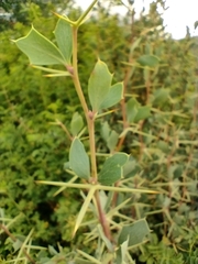 Berberis grevilleana