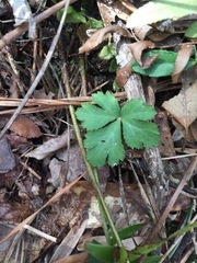 Anemonoides quinquefolia