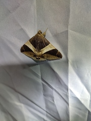 Bastilla crameri