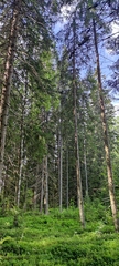 Picea × fennica