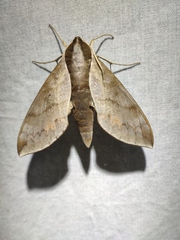 Acosmerycoides harterti