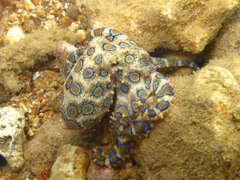 Hapalochlaena lunulata