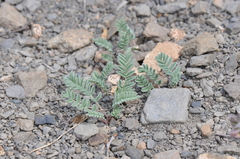 Astragalus molybdenus